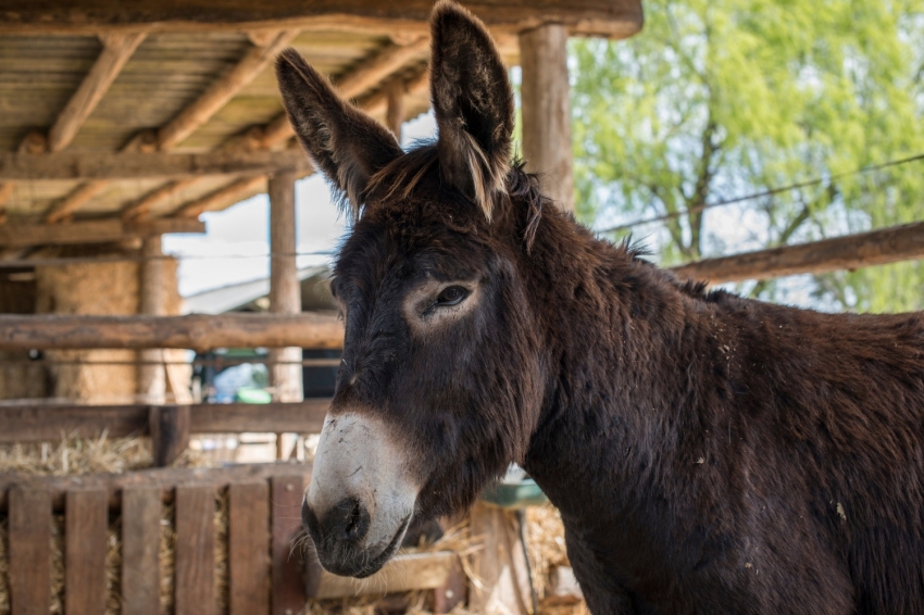 Mas Casablanca (MasCasablanca 14)