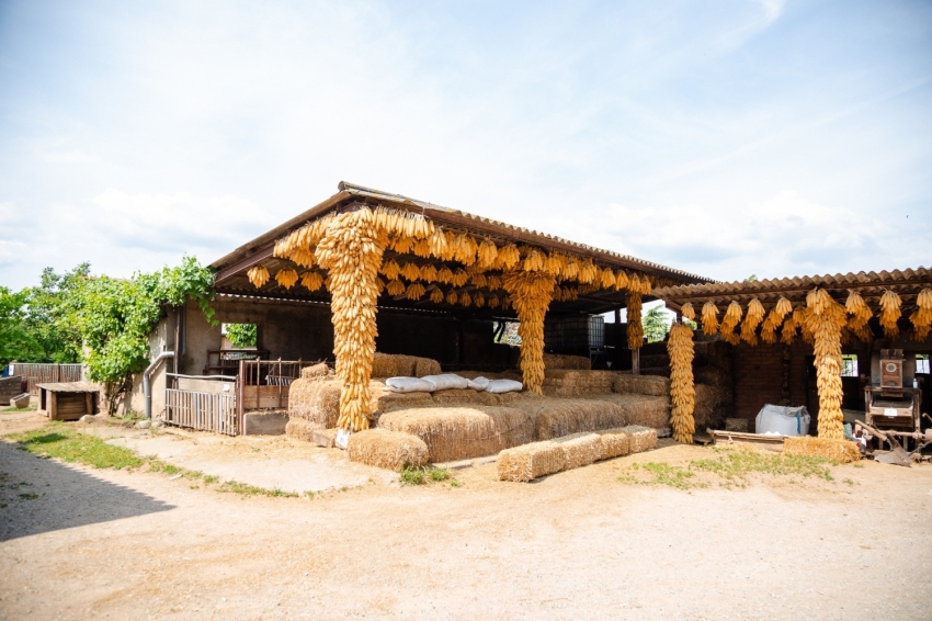 Mas Casablanca (MasCasablanca 16)