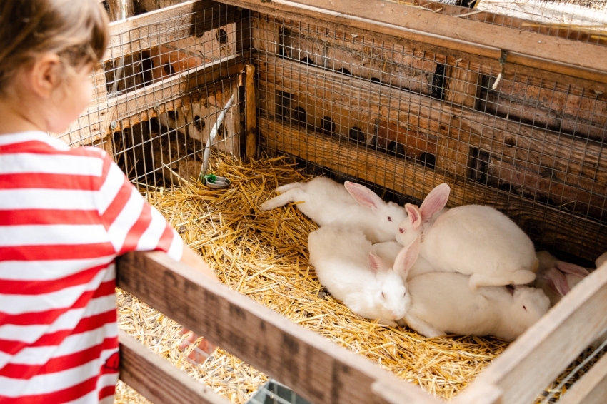 Mas Casablanca (MasCasablanca 22)