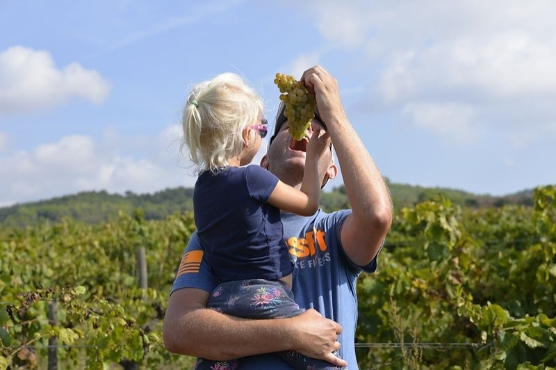 Bodegues Sumarroca (Visitas 1)