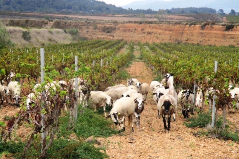 Bodegues Sumarroca (Visitas 3)