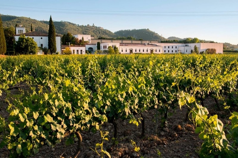 Bodegues Sumarroca (Moli Coloma)