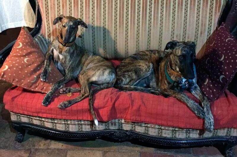 Mas Torrencito (Gossos)