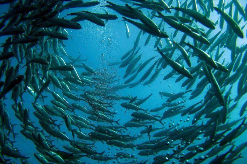 Museu de la Pesca (Peixos)