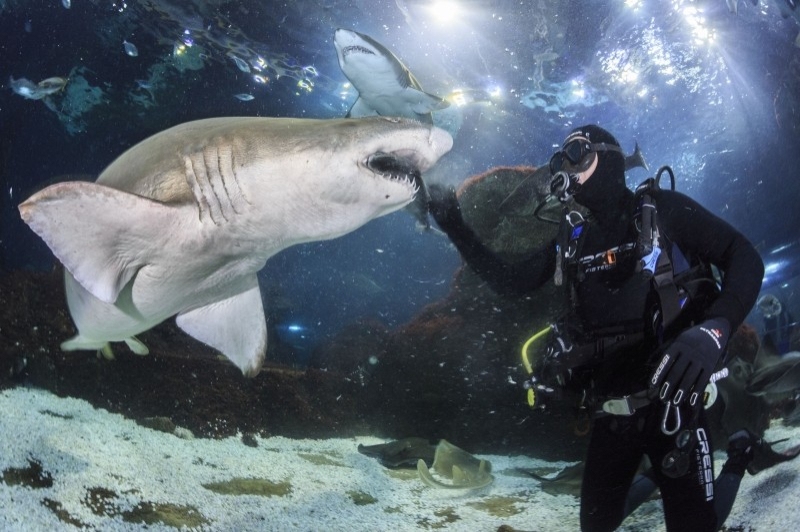 L Aquàrium de Barcelona (Nedar Amb Taurons)
