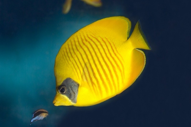 L Aquàrium de Barcelona (Peix Papallona)