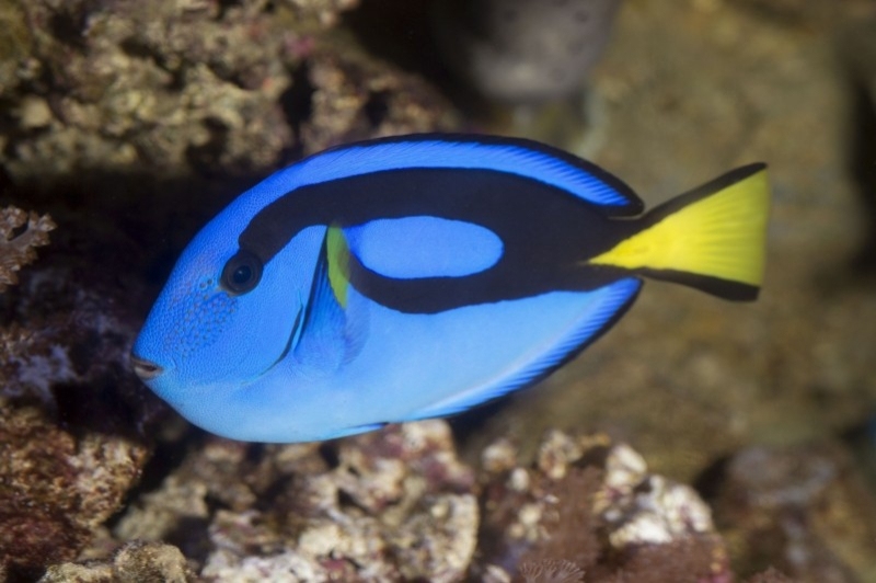 L Aquàrium de Barcelona (Peix Cirurgia)