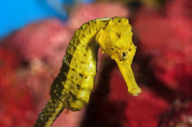 L Aquàrium de Barcelona (Cavallet De Mar)
