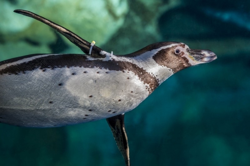 L Aquàrium de Barcelona (Pingui)
