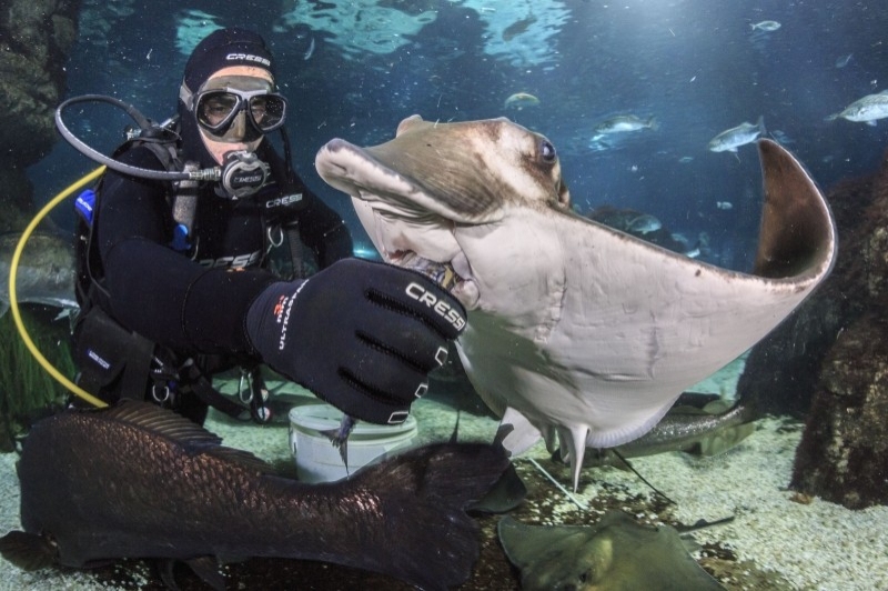 L Aquàrium de Barcelona (Tauro)