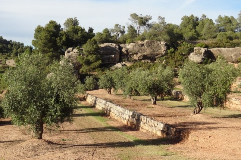 Camp de Cervià de les Garrigues (Oliveres)