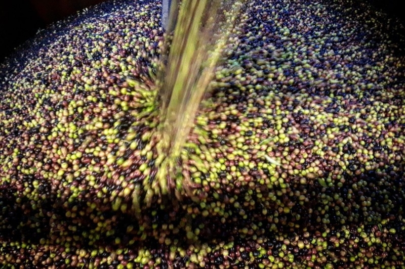 Camp de Cervià de les Garrigues (Olives)