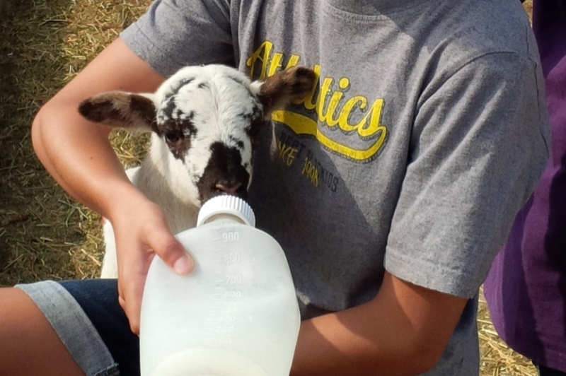 Peralada Mas Marcè (Bibero)