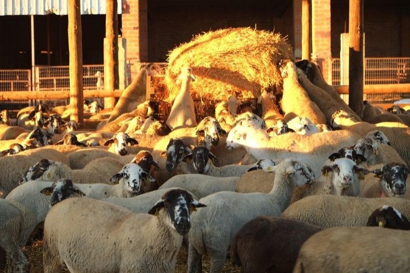 Peralada Mas Marcè (Ovelles)