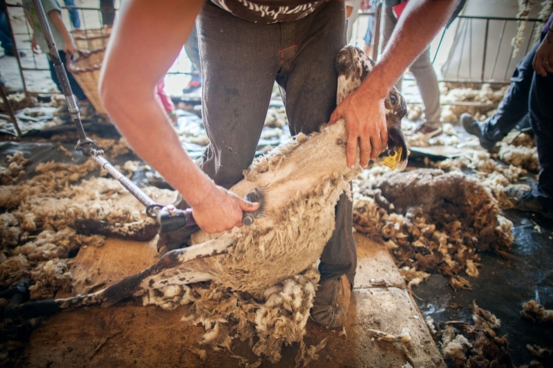 Peralada Mas Marcè (Esquilada)