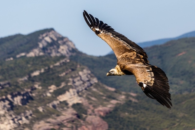 Cim dÀligues (Voltor)