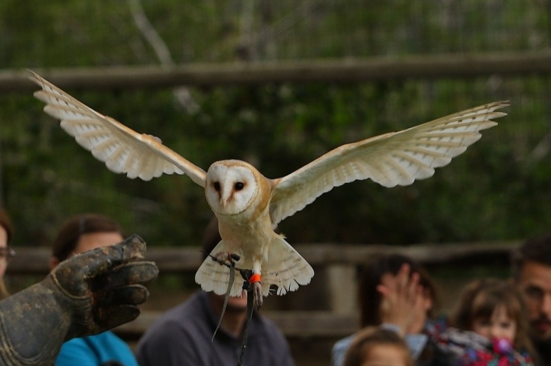 Cim dÀligues (Oliba)