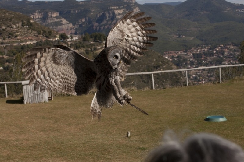 Cim dÀligues (Espectacle)