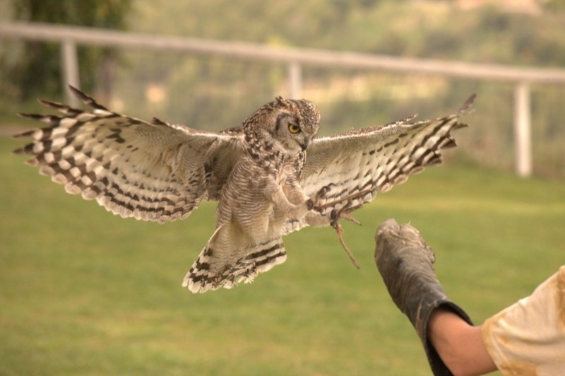 Cim dÀligues (Mussol)