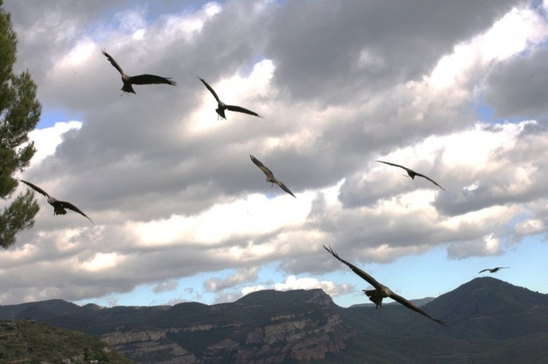 Cim dÀligues (Milans)