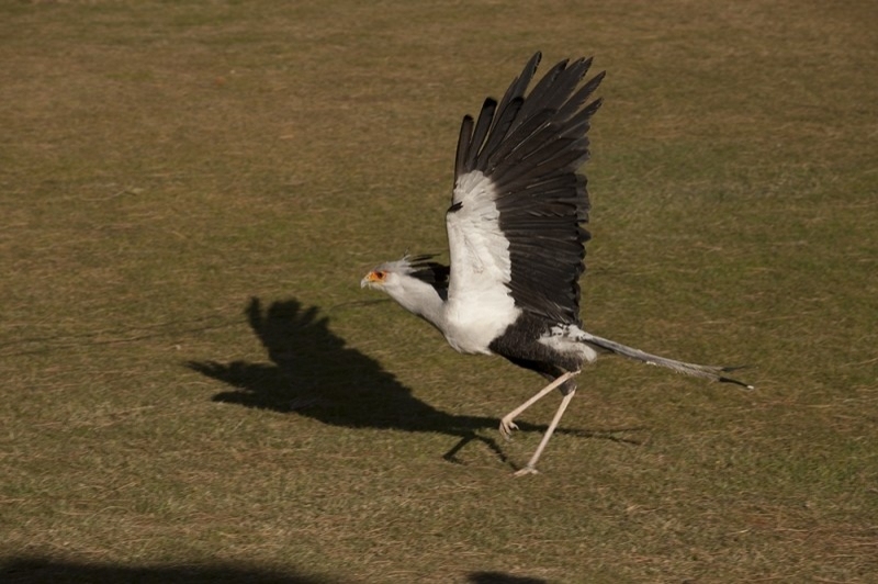 Cim dÀligues (Secretari)
