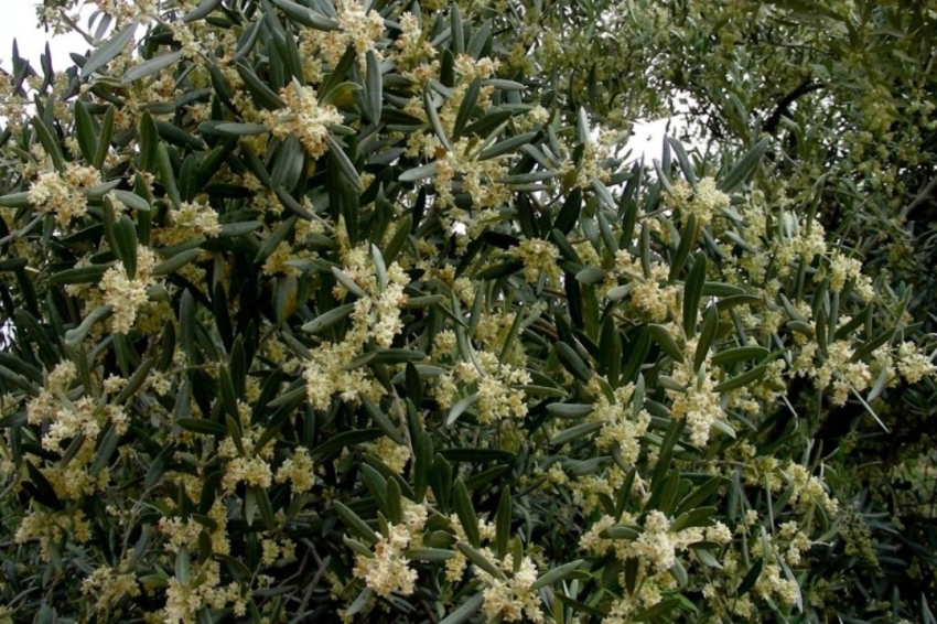 Cooperativa de Cabacés (Cooperativa De Cabaces)