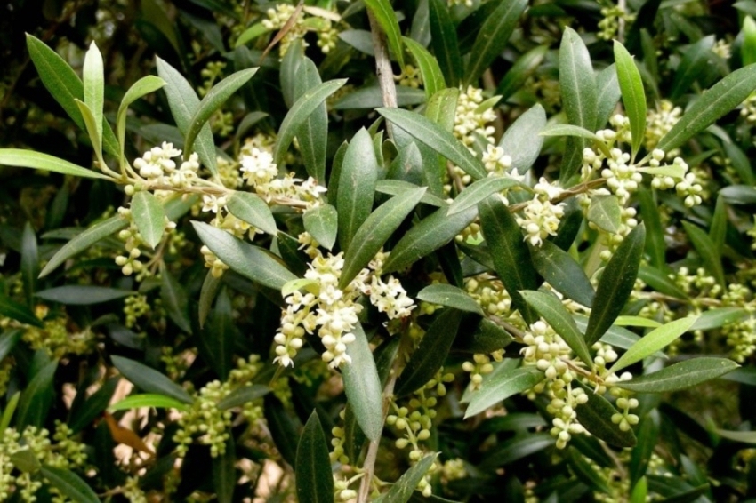 Cooperativa de Cabacés (Cooperativa De Cabaces)