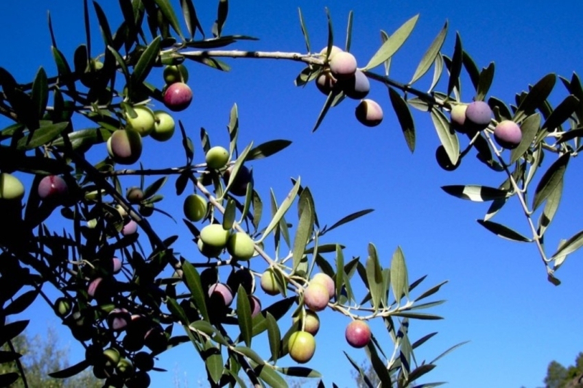 Cooperativa de Cabacés (Cooperativa De Cabaces)