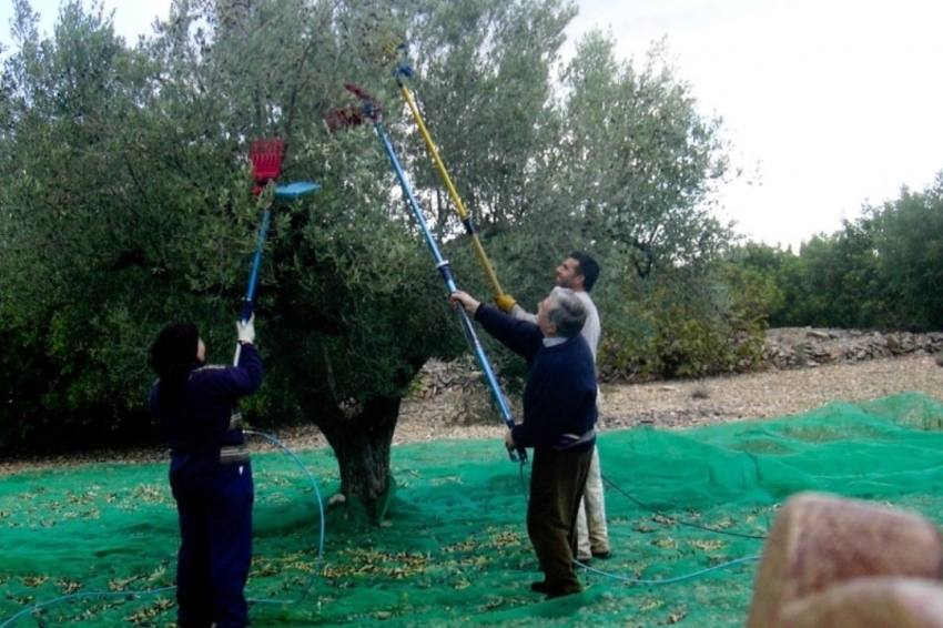 Cooperativa de Cabacés (Cooperativa De Cabaces)