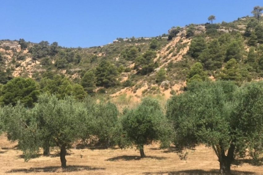 Cooperativa de Cabacés (Cooperativa De Cabaces)