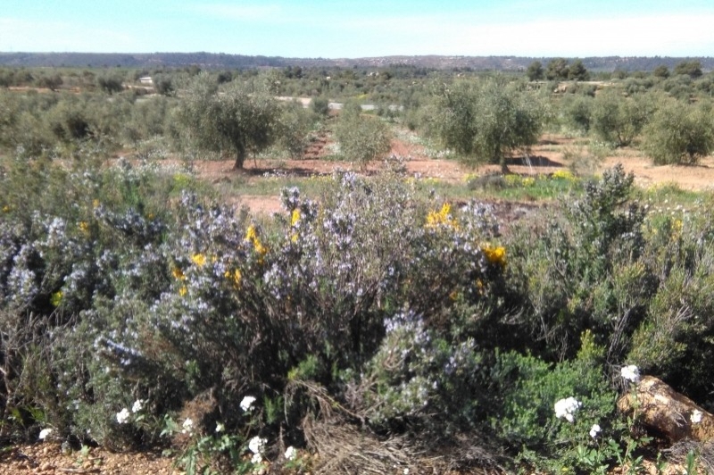 Cooperativa la Fraternal de lAlbagés (Oliveres)
