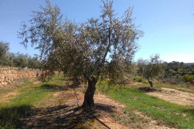 Cooperativa la Fraternal de lAlbagés (Olivera)