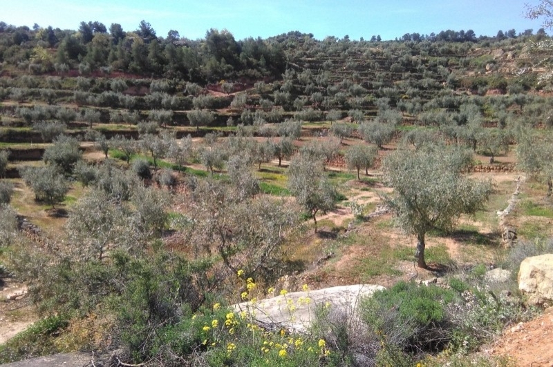Cooperativa la Fraternal de lAlbagés (Oliveres)