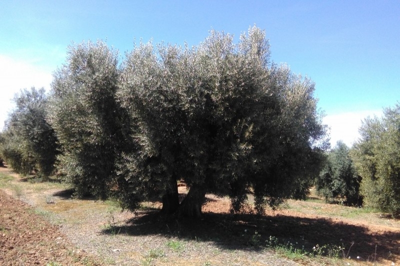Cooperativa la Fraternal de lAlbagés (Oliveres)