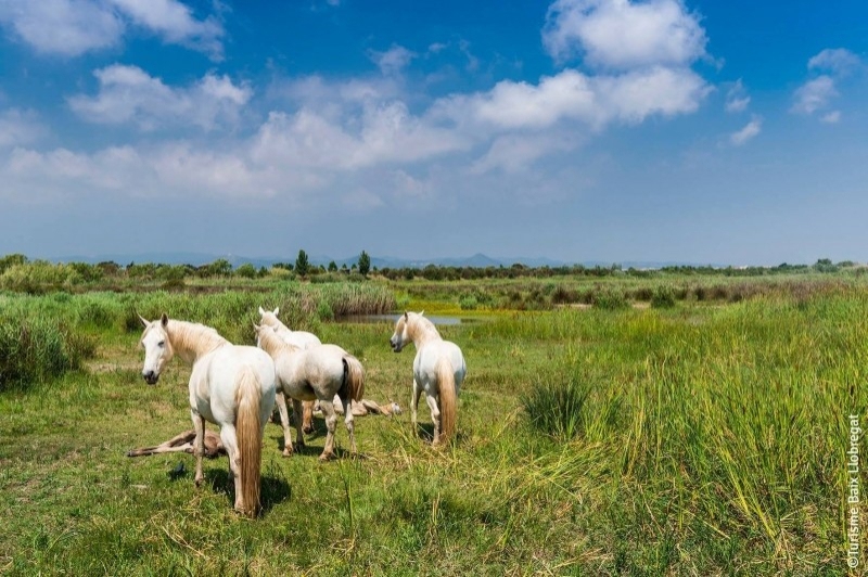 Turisme Baix Llobregat (Delta Llobregat)