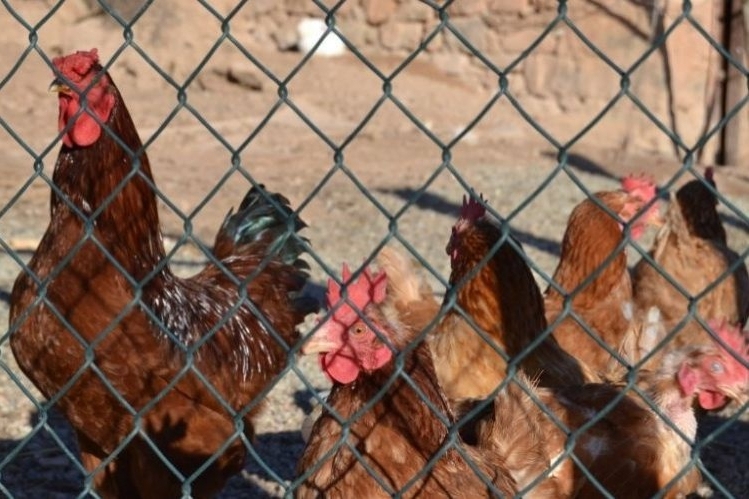 Masia Cal Mestre (Gallines)