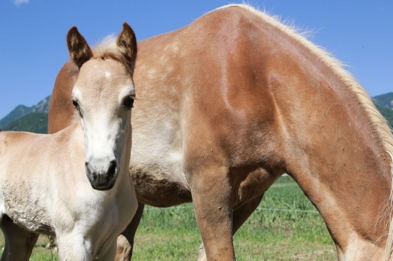 Granja de cavalls i ponis, eQuillet (Euga)