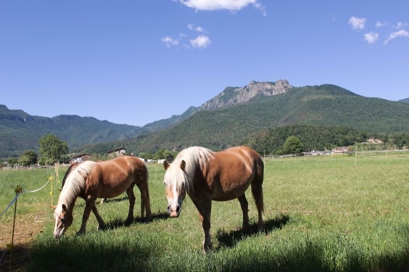 Granja de cavalls i ponis, eQuillet (Cavalls)