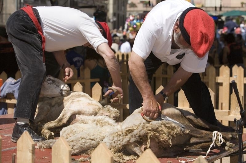 Ripollès Turisme (Festa De La Llana)