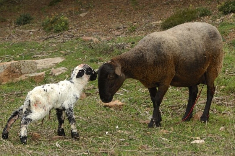 La Calma, el Bellver (Animals)