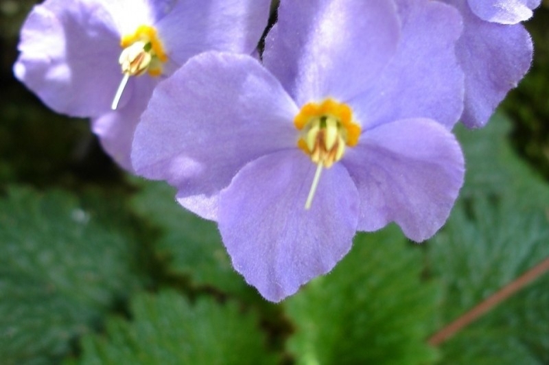 Museu de les Trementinaires (Orella Dos)