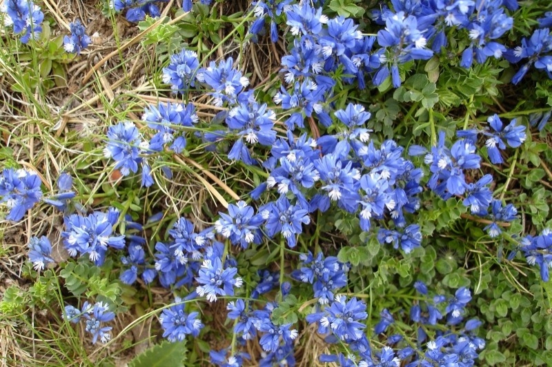 Museu de les Trementinaires (Empedrats)