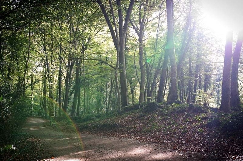 Càmping les Preses Natura (Fageda Entorn)