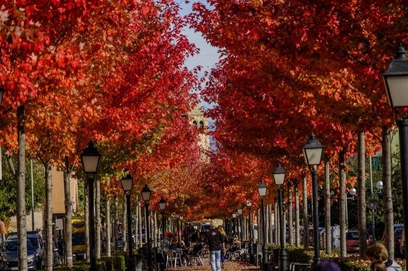 Viles Florides (Vila Florida)