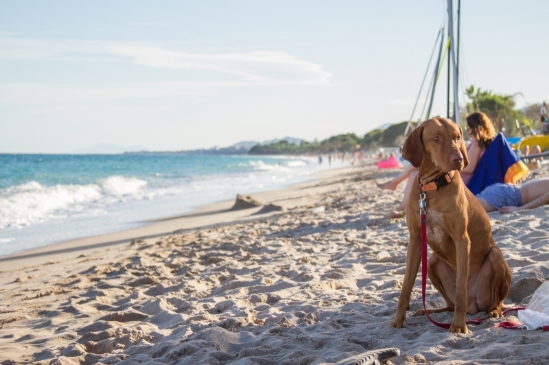 Càmping Resort Alannia Els Prats (Platja Per Gossos)