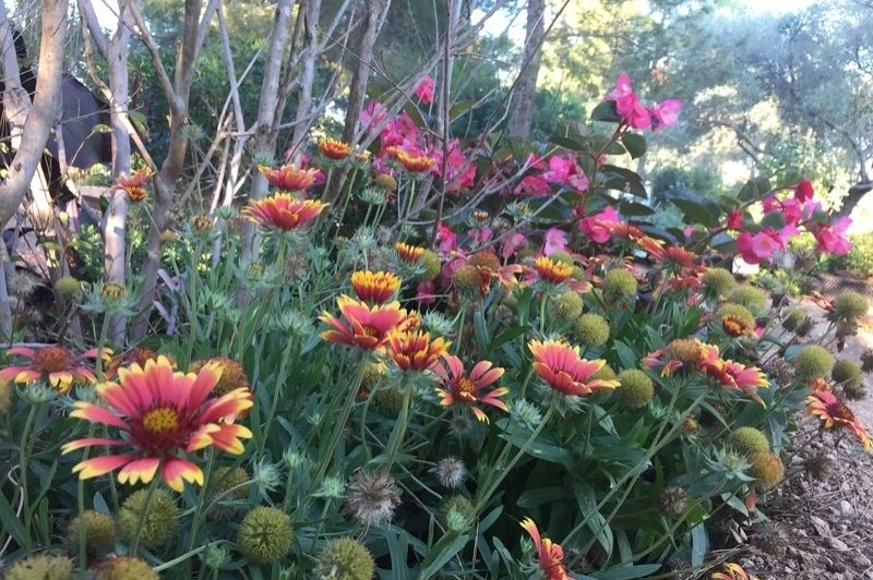 Jardí Botànic Medicinal, Ecoherbes Park (Flors)