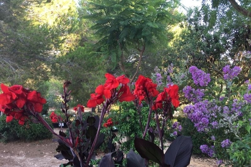 Jardí Botànic Medicinal, Ecoherbes Park (Flors)
