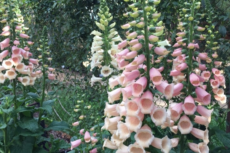 Jardí Botànic Medicinal, Ecoherbes Park (Flors)