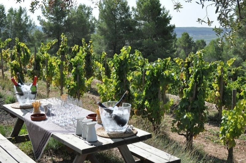 Celler Albet i Noya (Vinya)