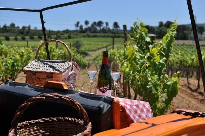 Celler Albet i Noya (Vinya)